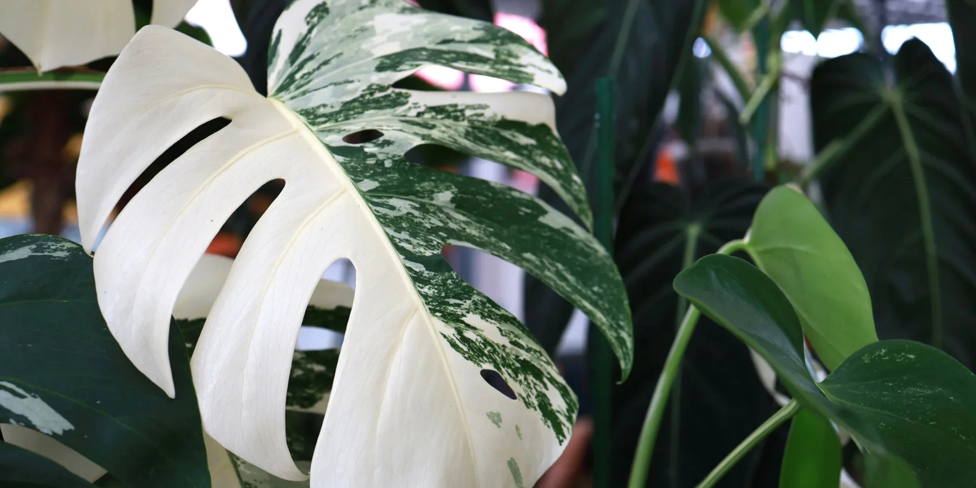 The Monstera Albo: A Collector's Guide to the Variegated Marvel